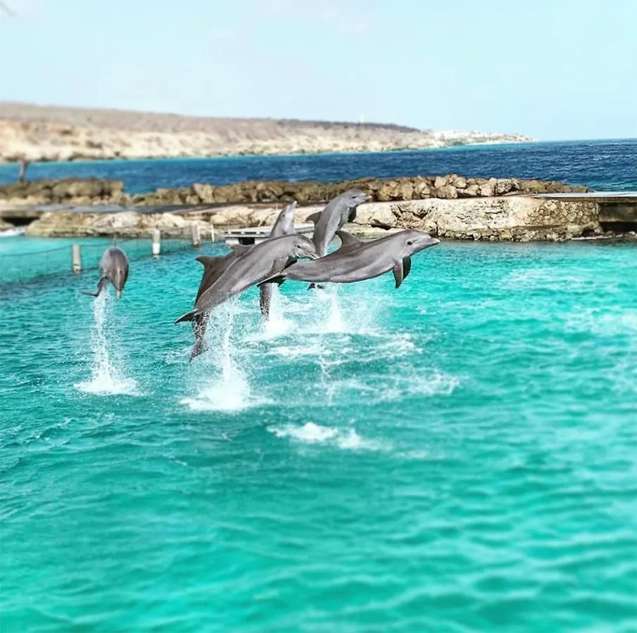 Palms & Pools Apartment At Curacao Ocean Resort Willemstad